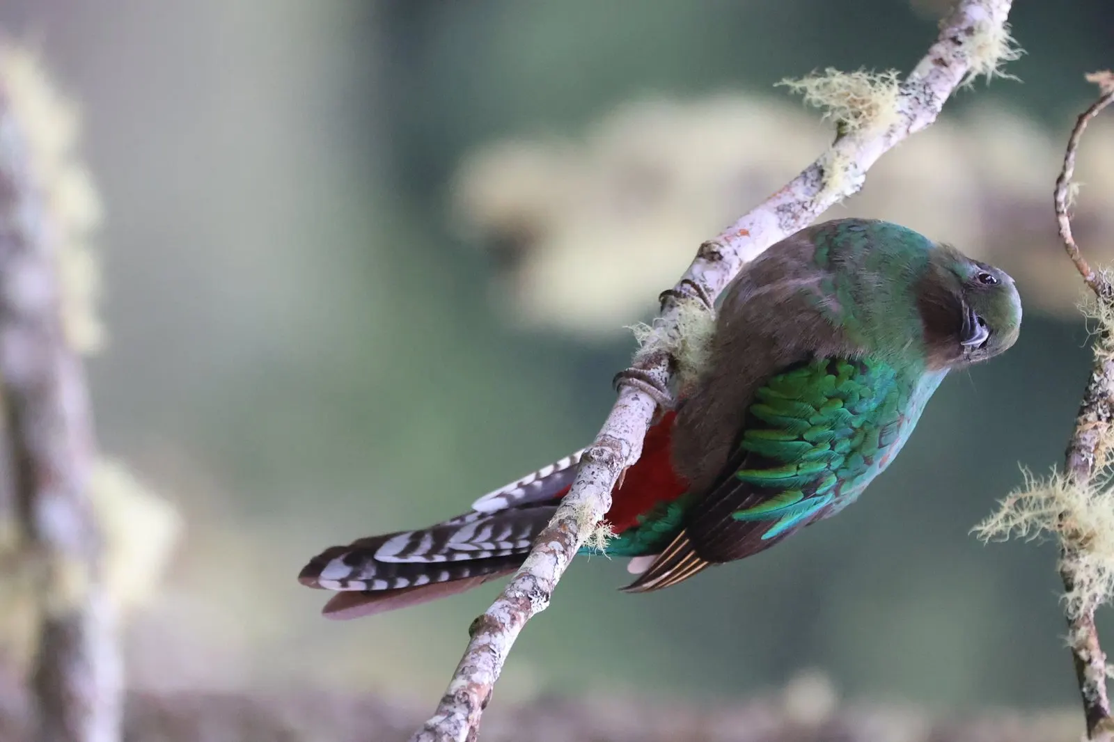 Forest bird perched near Arenal, Alajuela