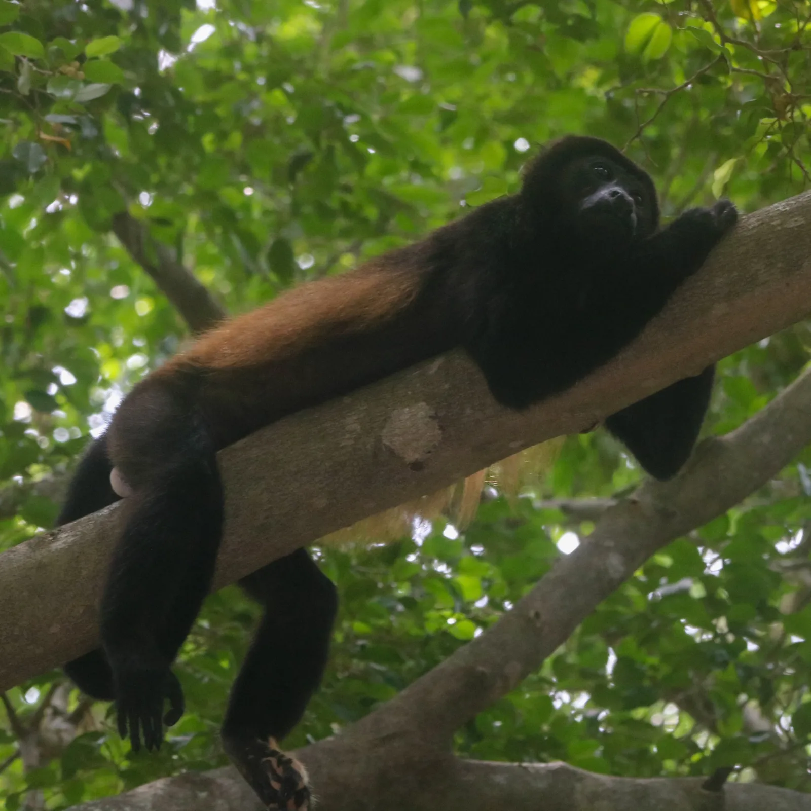 Mantled howler monkey in Corcovado, Costa Rica